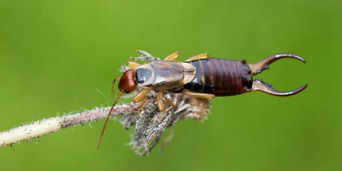 Woher kommen Ohrwürmer in der Wohnung und wie vermeidet man sie? Woher kommen Ohrwürmer in der Wohnung und wie vermeidet man sie?