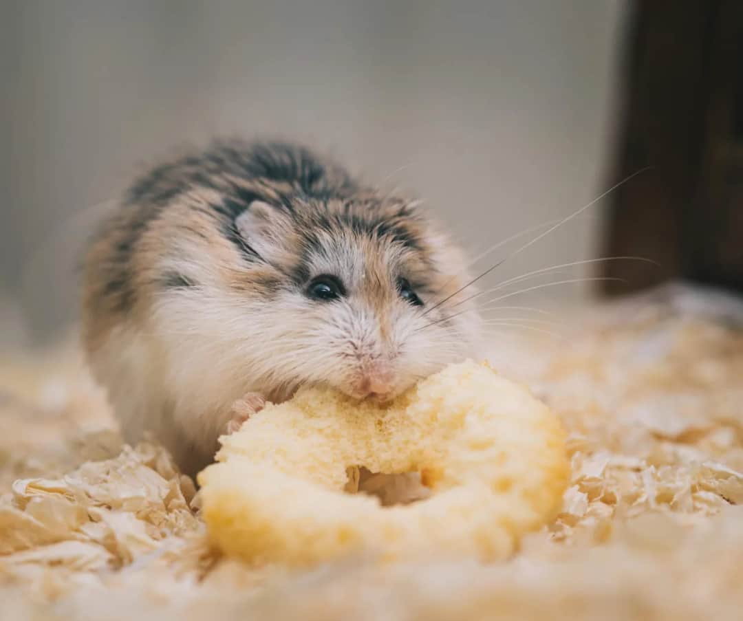 Kommen Marder in die Wohnung? So schützen Sie Ihr Zuhause effektiv