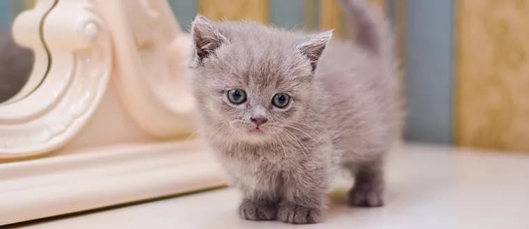 Kleine Katzenrassen für die Wohnung: Die besten Begleiter für enge Räume